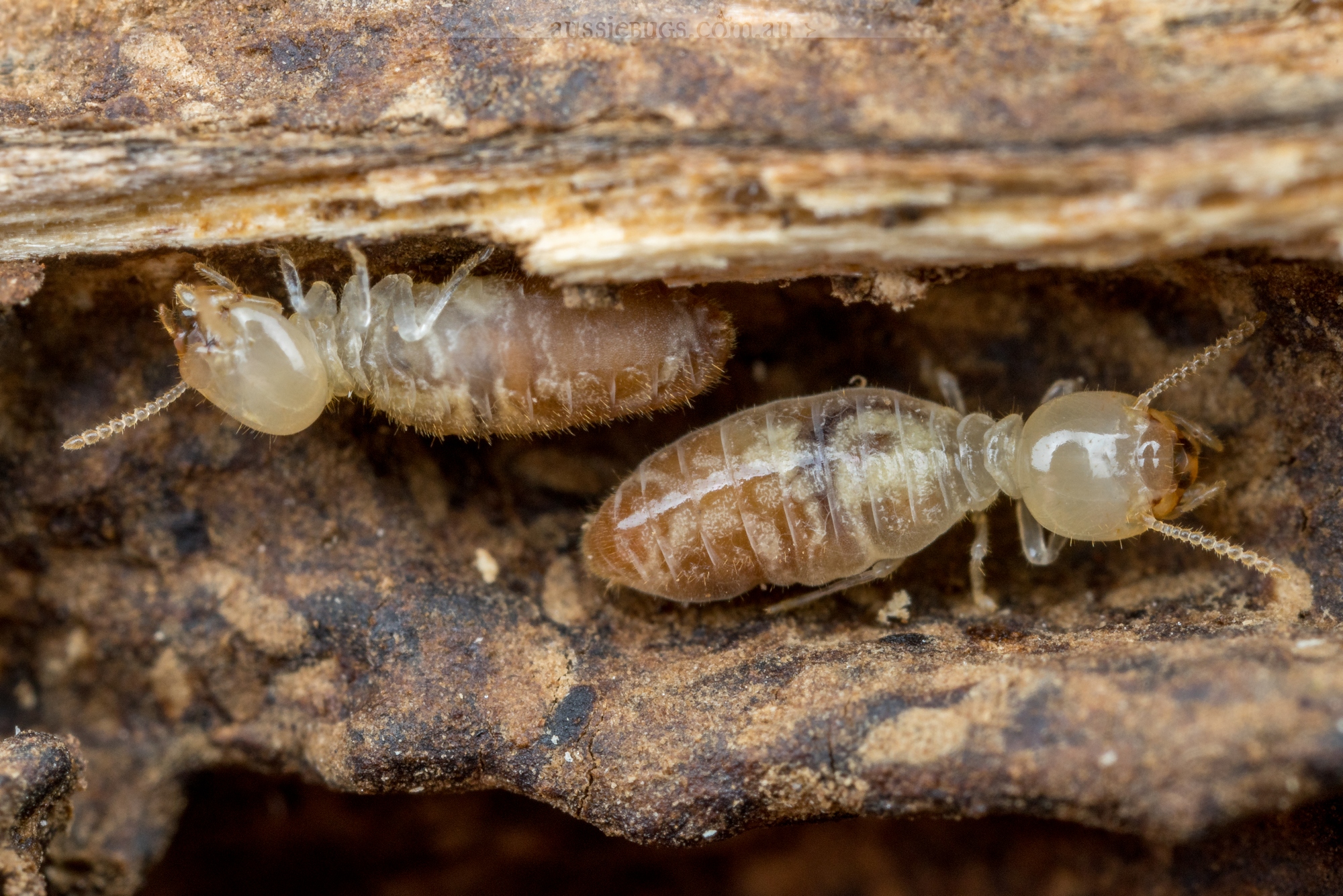 termitidae 1f