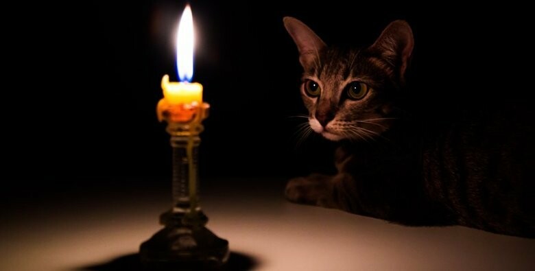 1513271929cat and candle cropped 5db301c8298c8