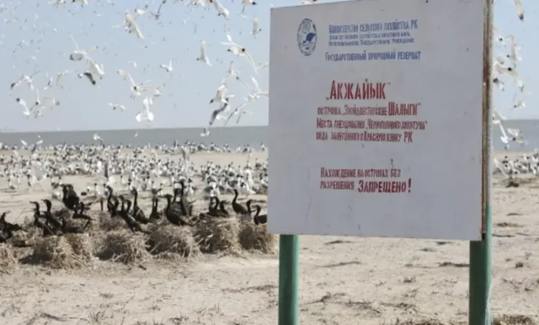 «Ақжайық» резерватын қорғау – табиғат алдындағы жауапкершілік 1 img 8412