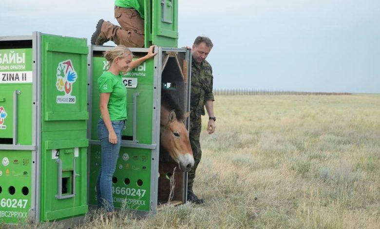 Қазақстанға керқұландардың жаңа тобы жеткізілді 1 kerqulan e1749117471905