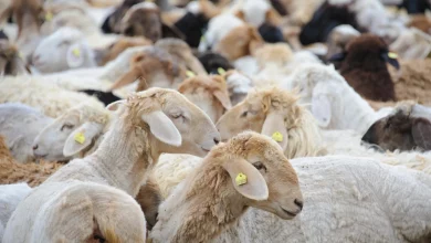 qurban