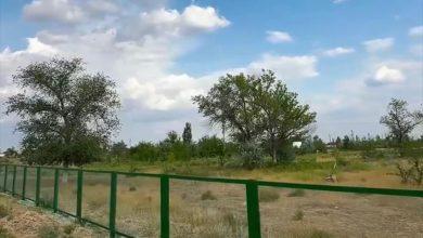 zhasyl
