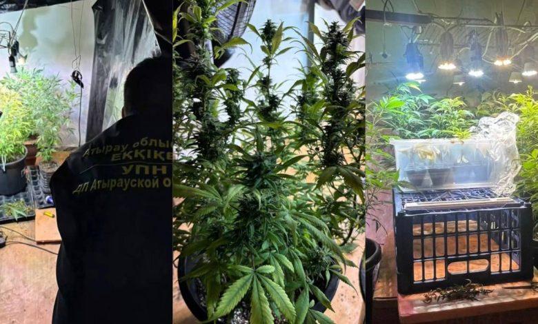 Атырауда есірткі өсірген күдікті ұсталды 1 esirtki