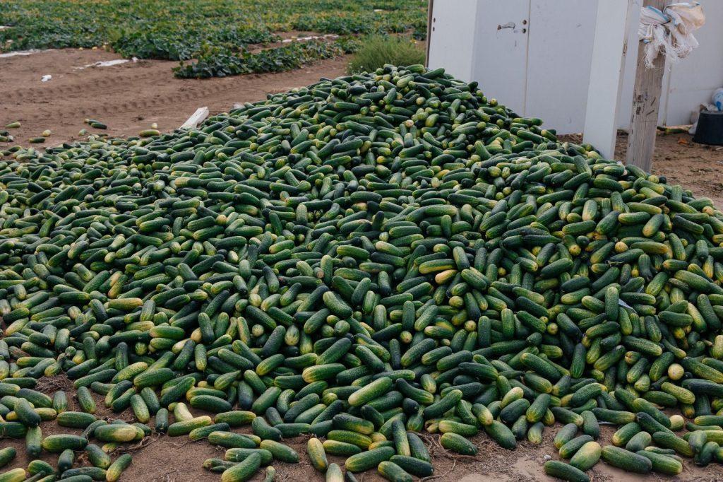 Индерде қысқы маусымға 62 мың тонна шөп пен 1300 га егін қоры әзірленуде 3 6b294d0e a873 457c ac36 2b3cf58b6a19