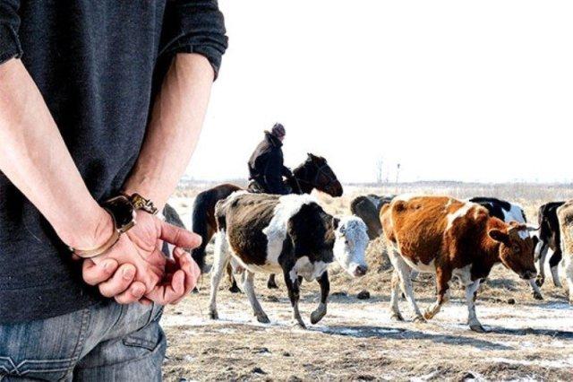 Атырауда 15 бас жылқы малын ұрлаған барымташы ұсталды 1 img 0241